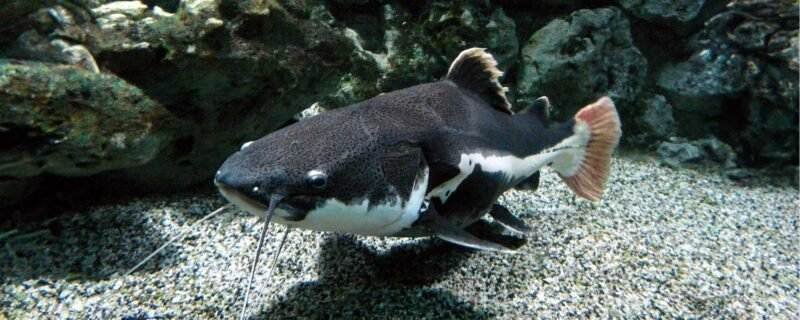 Redtail Catfish (Phractocephalus hemioliopterus)
