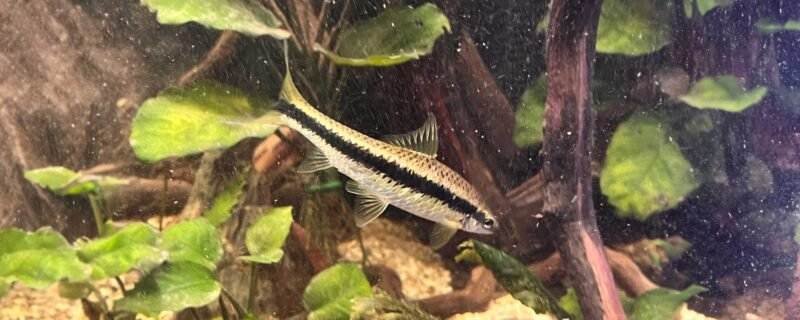 Siamese Algae Eater (Crossocheilus oblongus)