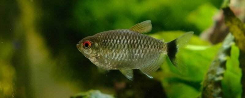 Redeye Tetra (Moenkhausia sanctaefilomenae)