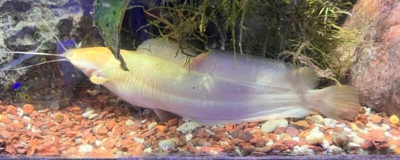 Clarias batrachus albino