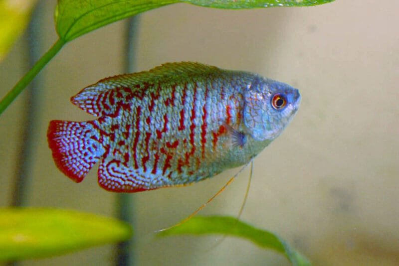Dwarf Gourami (Trichogaster lalius)
