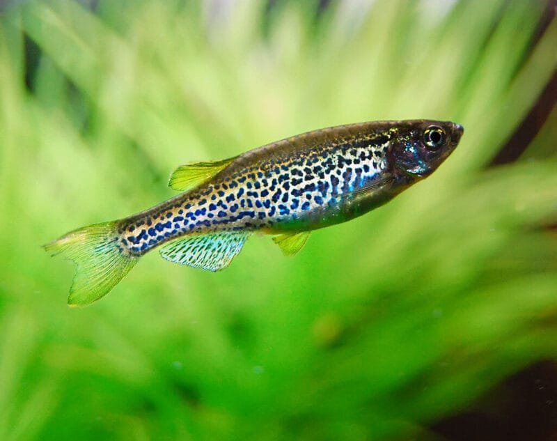 Leopard Danio - openverse