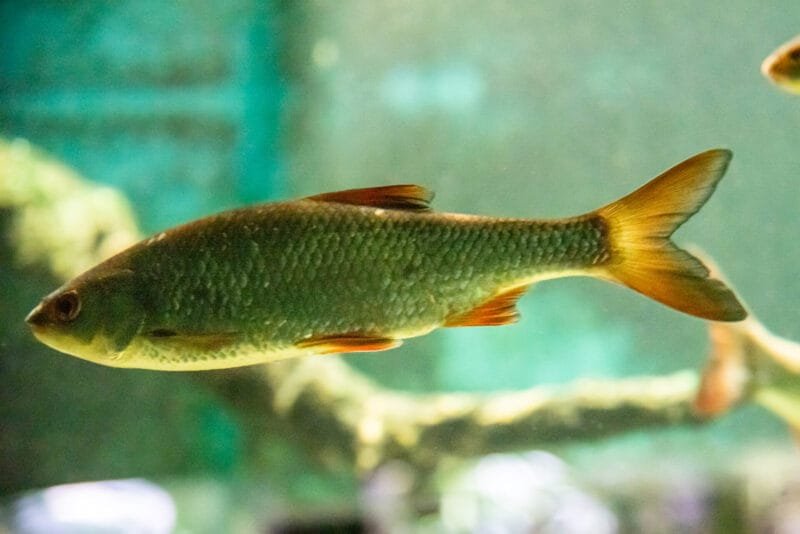 Common Roach (Rutilus rutilus)