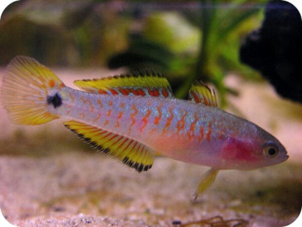 Peacock gudgeon