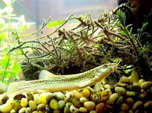 Weather Loach