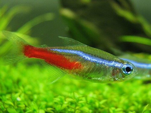 Neon Tetra