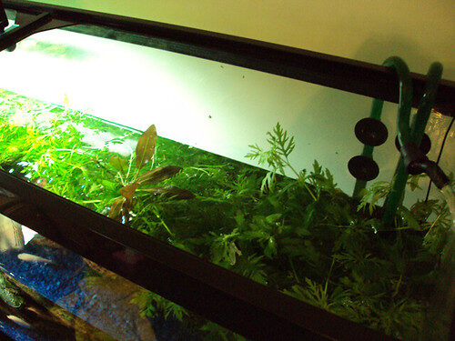 Aquarium Maintenance