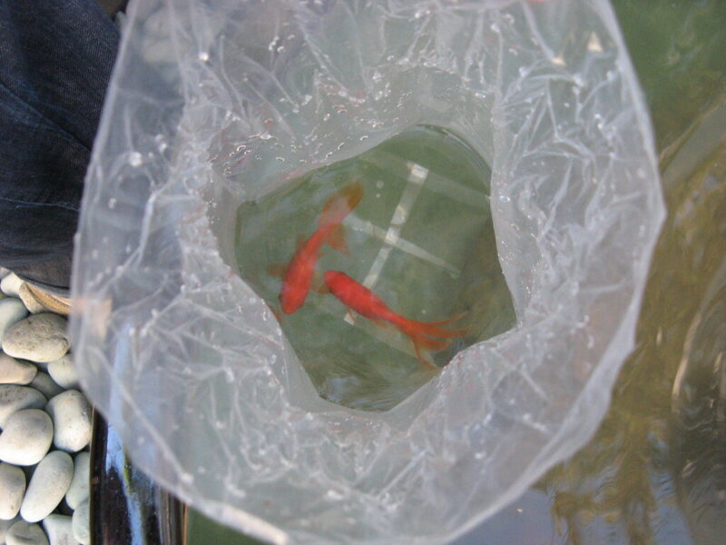 Fish in bag