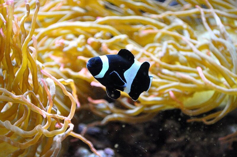 Black Clownfish