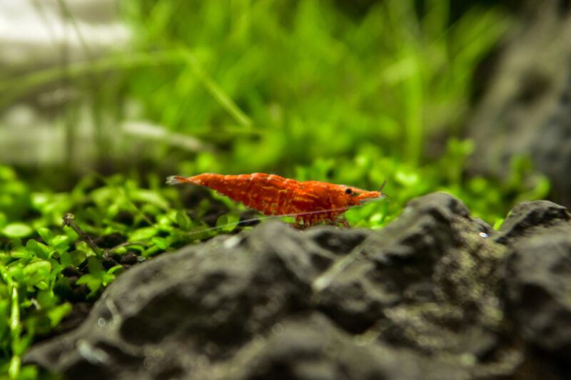 Neocaridina davidi