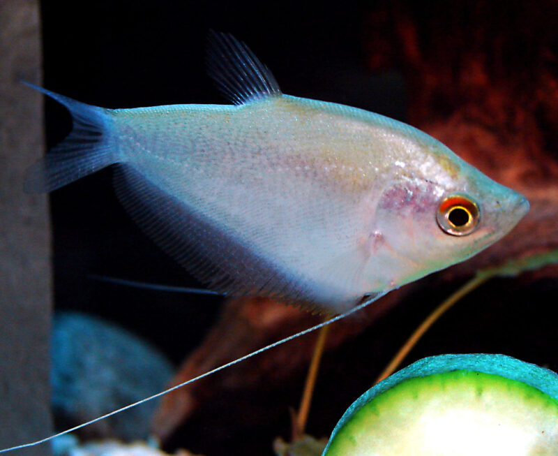 Moonlight Gourami