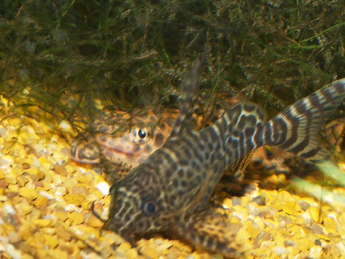 Feather-Fin Synodontis